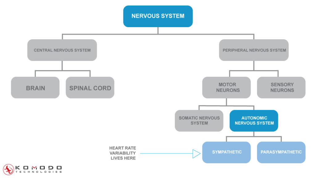 autonomic-nervous-system-HRV